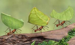 Image result for go to the ant