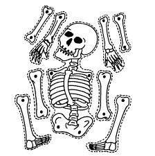 Image result for skeleton bones